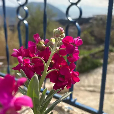 Grandmother's House *