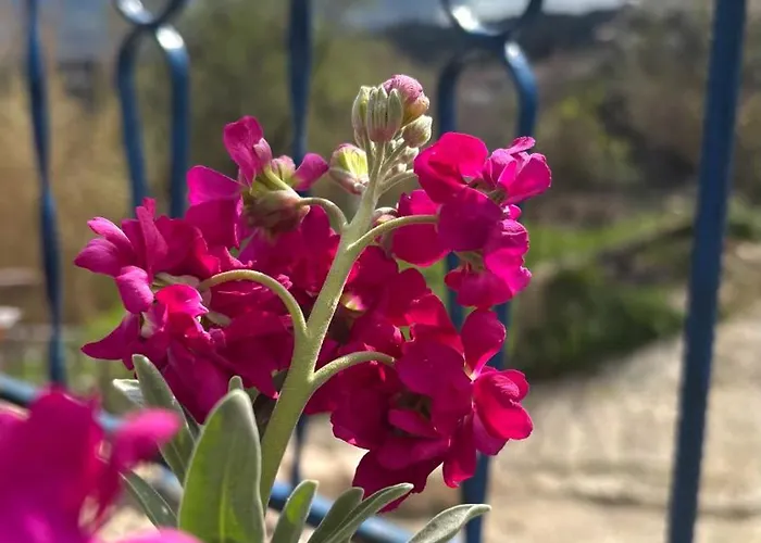 Grandmother's House *